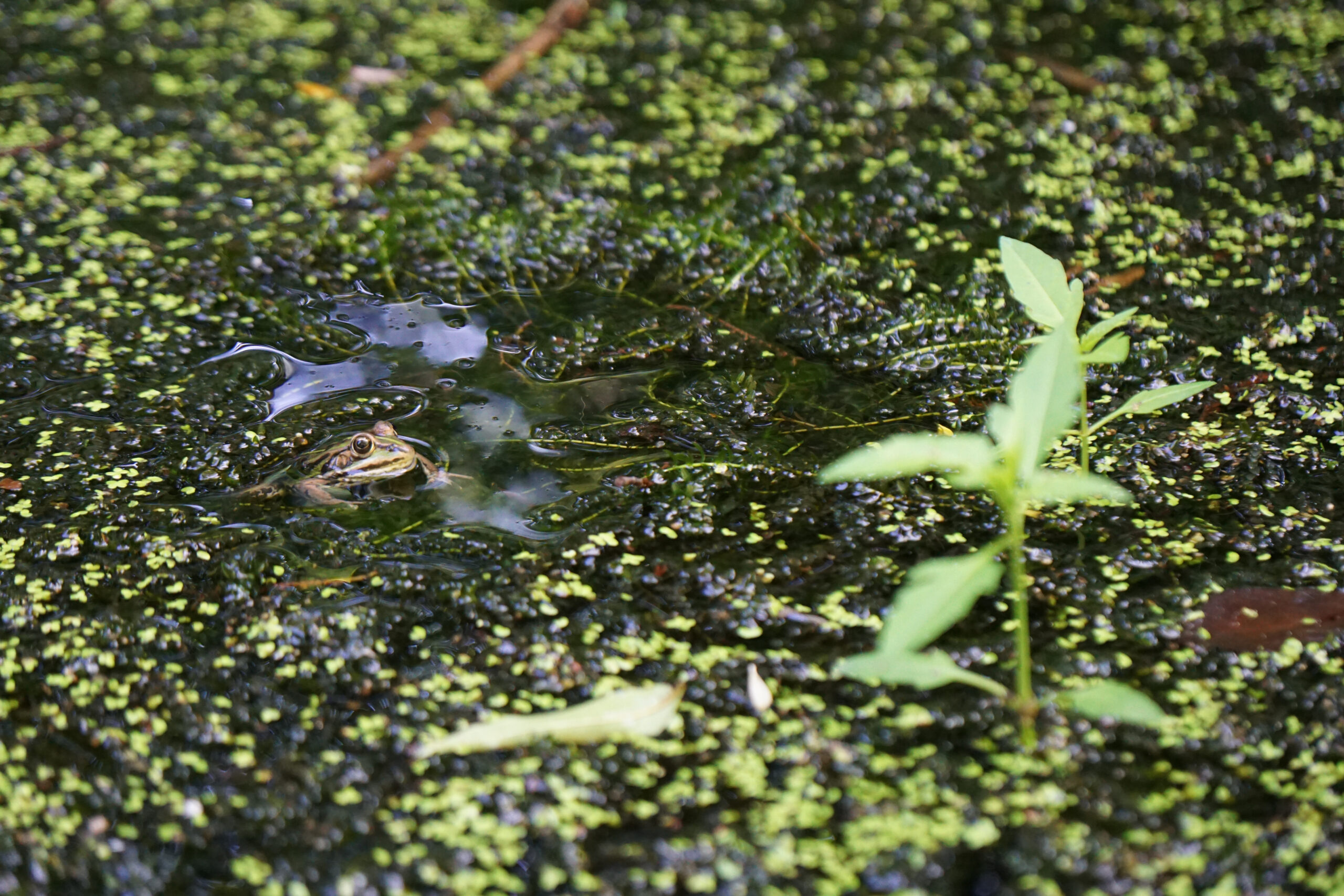 WANDERN WAUWILERMOOS Blog LuzernVierwaldstättersee