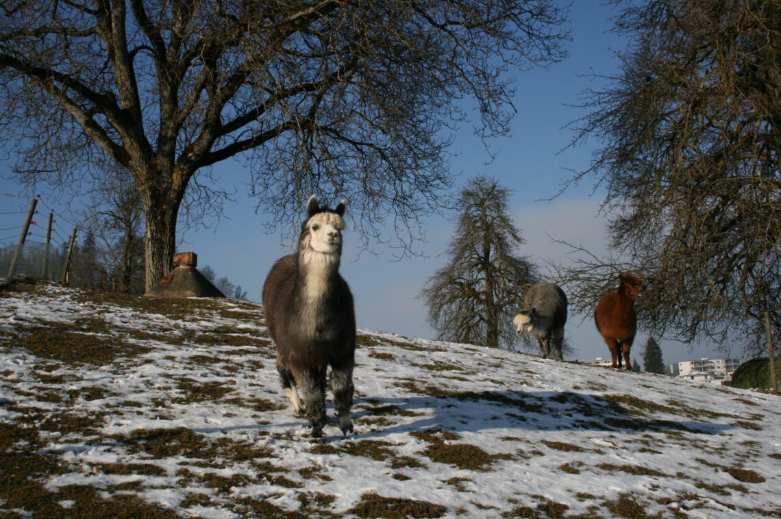 Lamas stehen auf einer verschneiten Weide.