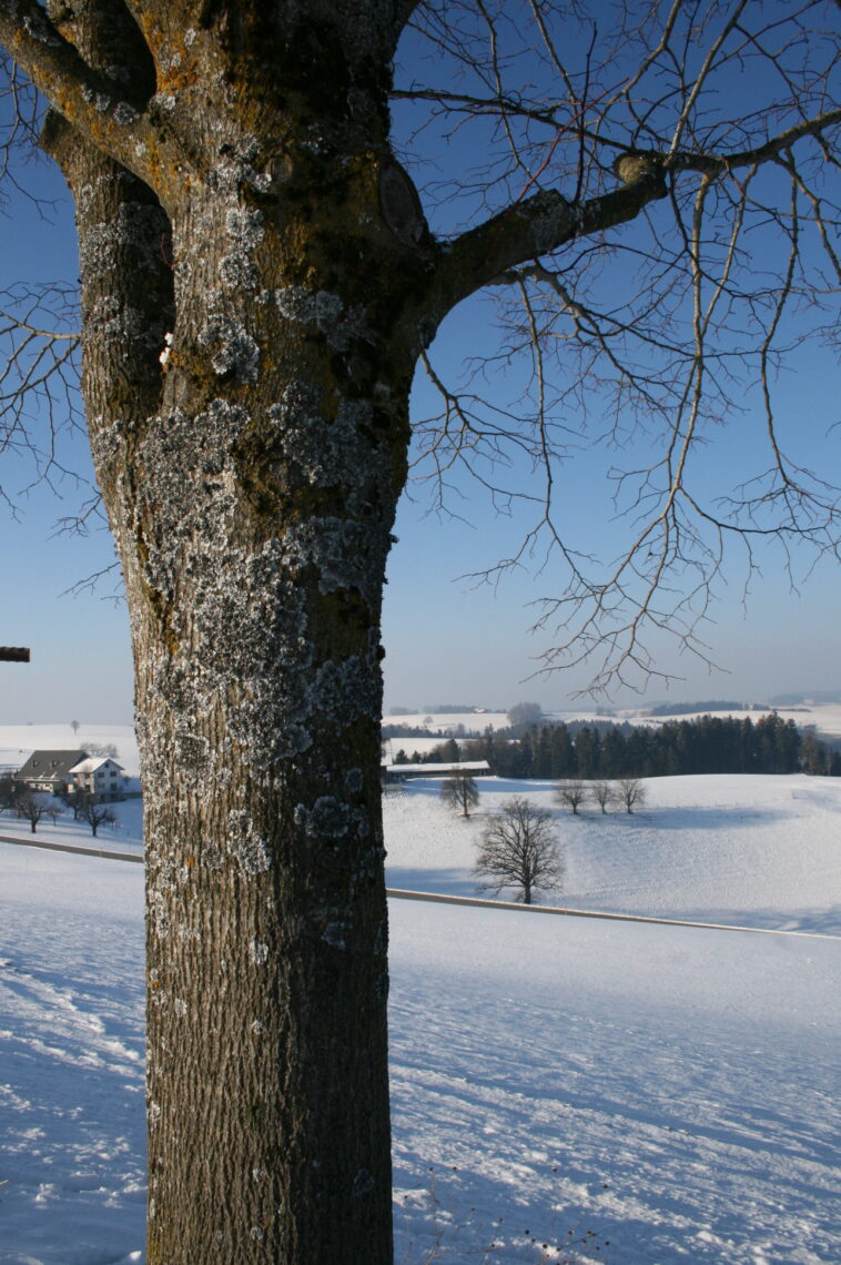 Gefrorene Baumrinde in der verschneiten Landschaft in Willisau.