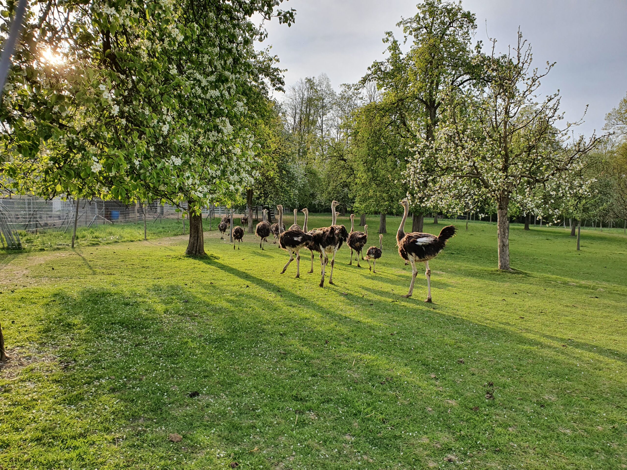 STRAUSSENFARM SEMPACH | Blog Luzern-Vierwaldstättersee